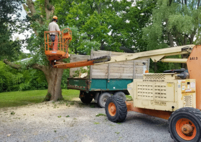 Tree Cutting Services