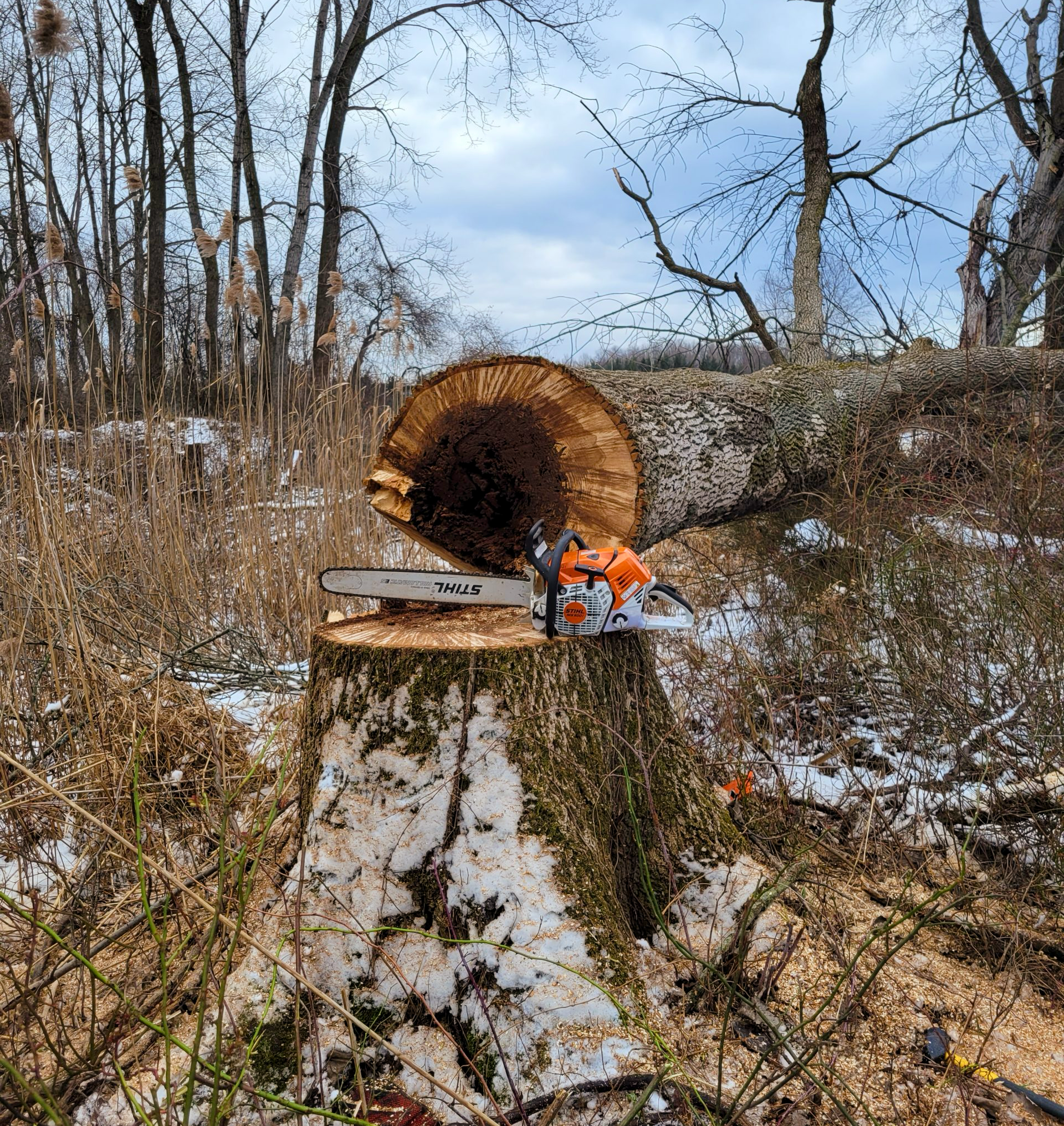 Tree that has been cut down.